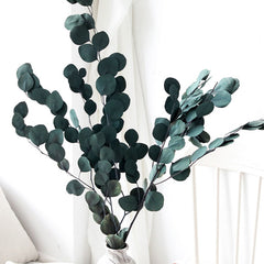 50g Real Eucalyptus Apple Leaf Party Wedding Decoration Natural Dried Flowers Bouquet Boho Home Decor Fragrant Living Room Decor