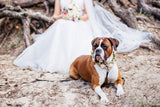 Discover the Perfect Wedding Pets and Breeds for Your Unforgettable Day