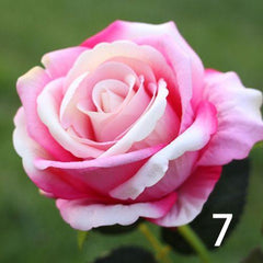 10 /20 Head Real Latex  Rose