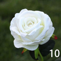 10 /20 Head Real Latex  Rose