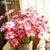 Floace 11pcs/lot Artificial flowers fake Cosmoses lifelike silk flowers for Wedding  centerpiece